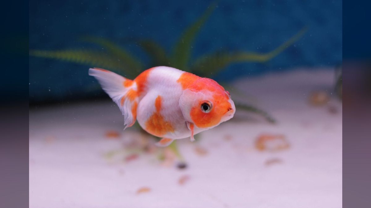 Top 10 Goldfish Fancy Varieties 2027 — figure 1