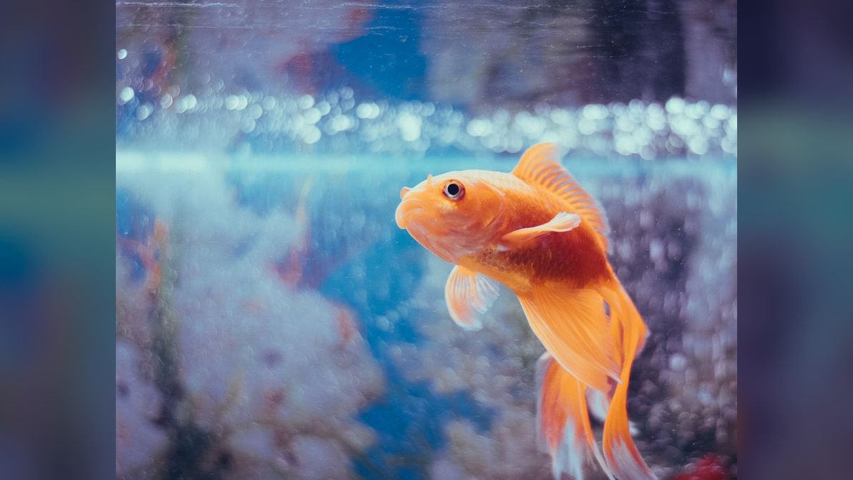 Top 10 Goldfish Fancy Varieties 2027 — figure 3