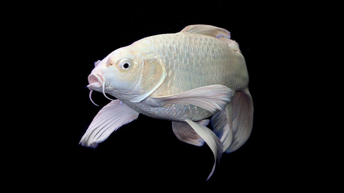 Top 10 Goldfish Fancy Varieties 2027 — figure 6