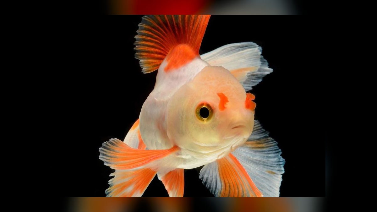 Top 10 Goldfish Fancy Varieties 2027