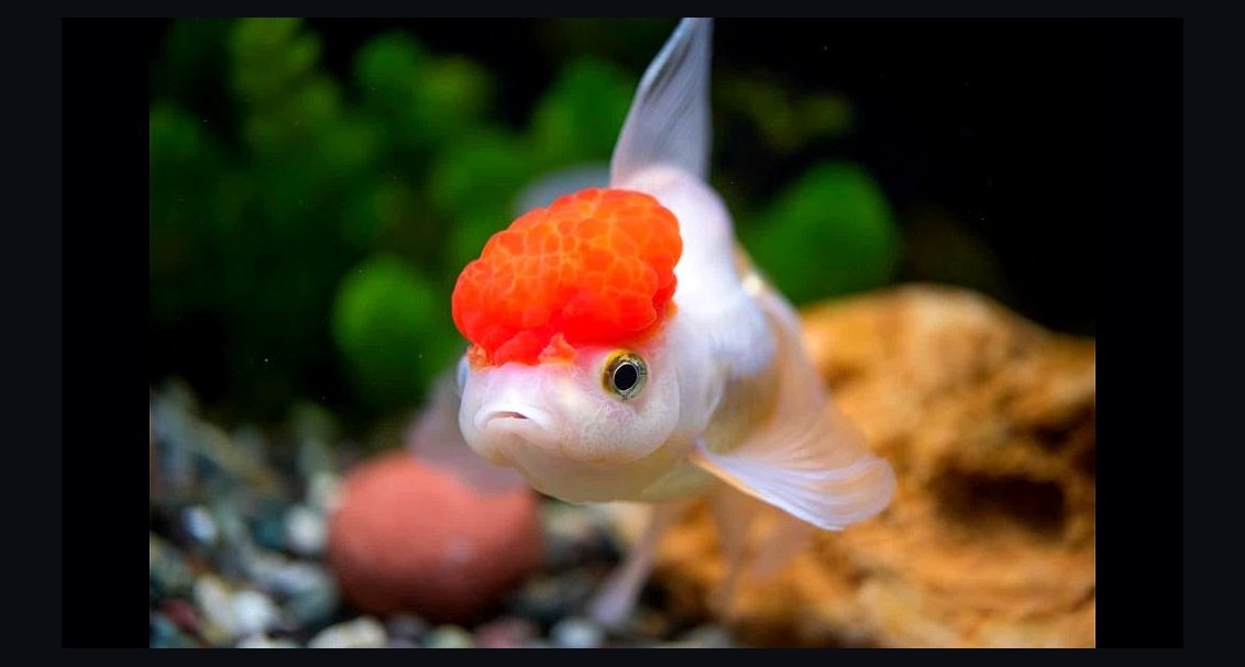 Top 10 Goldfish Fancy Varieties 2027