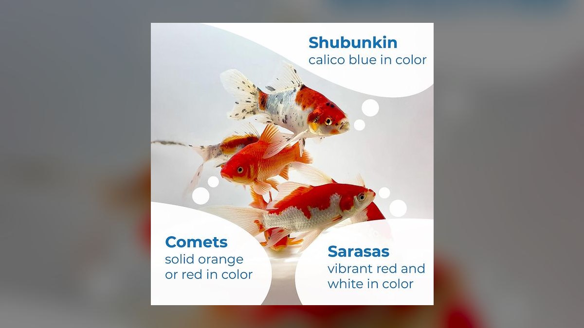Top 10 Comet Goldfish Pond Fish 2027 — figure 1