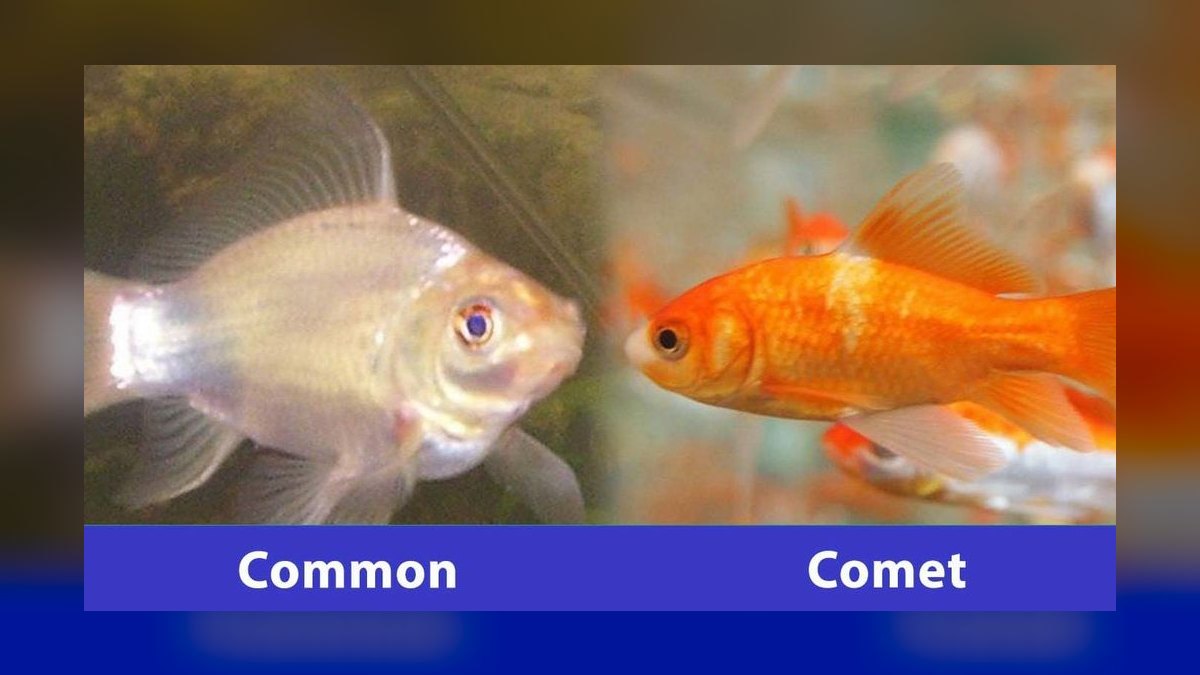 Top 10 Comet Goldfish Pond Fish 2027 — figure 2