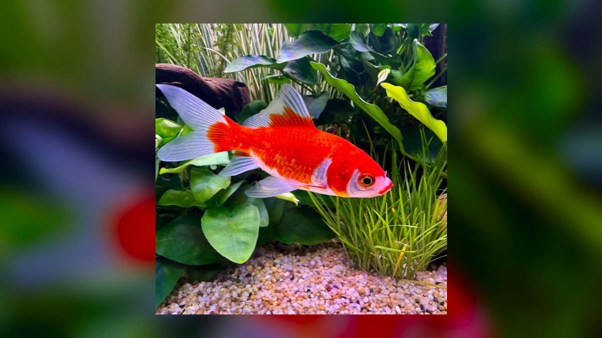 Top 10 Comet Goldfish Pond Fish 2027 — figure 3