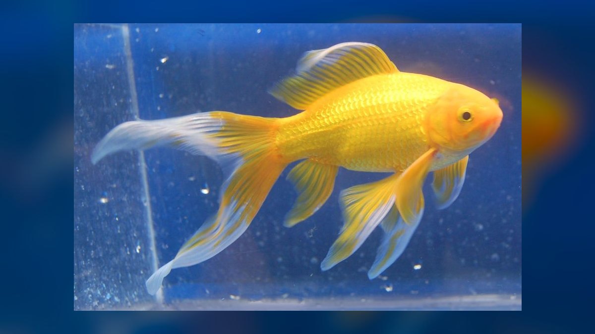 Top 10 Comet Goldfish Pond Fish 2027 — figure 4