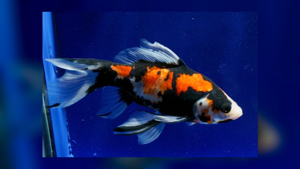 Top 10 Comet Goldfish Pond Fish 2027 — figure 5