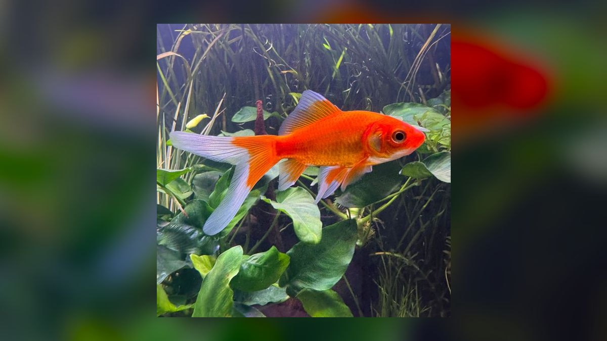 Top 10 Comet Goldfish Pond Fish 2027 — figure 6