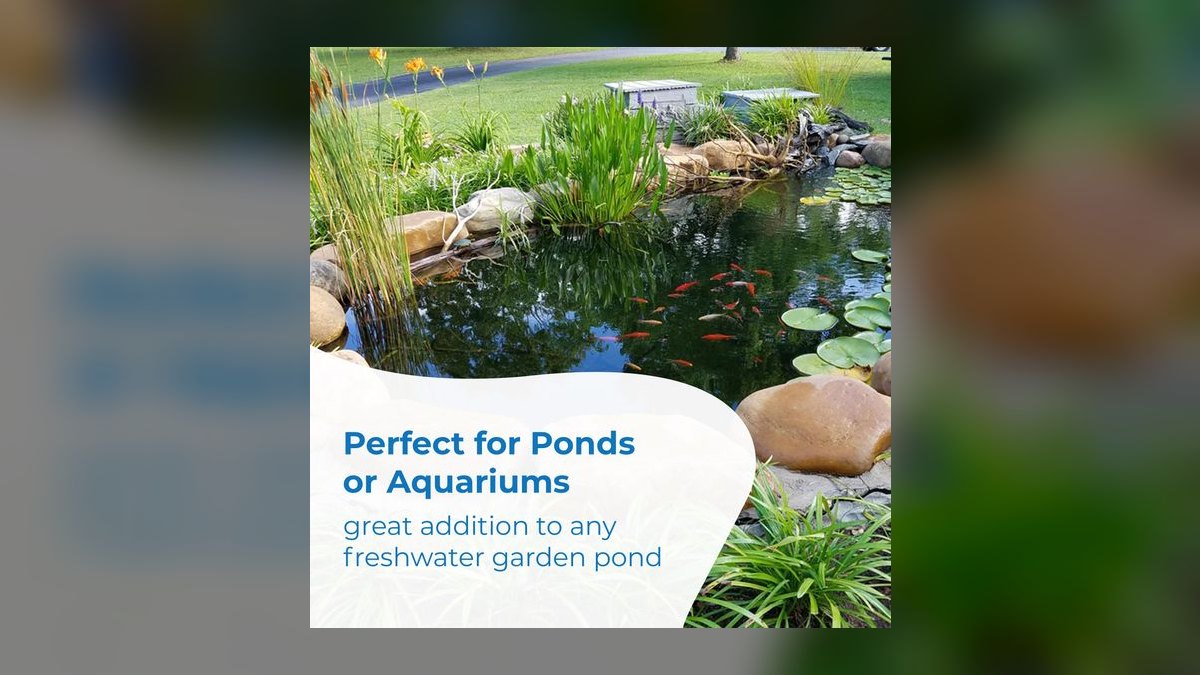 Top 10 Comet Goldfish Pond Fish 2027 — figure 7