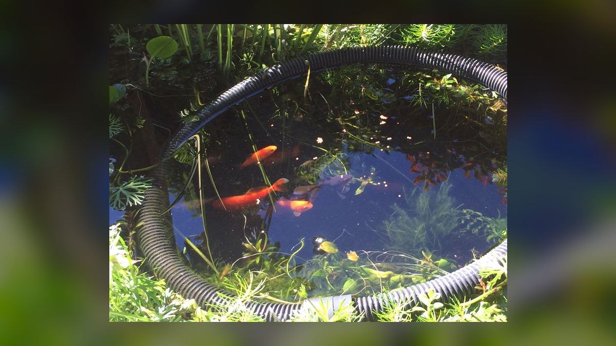 Top 10 Comet Goldfish Pond Fish 2027 — figure 8