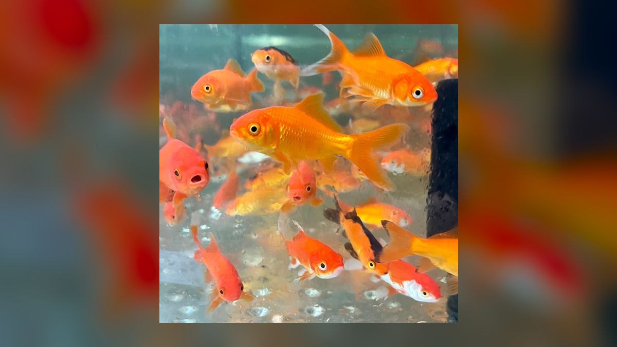 Top 10 Comet Goldfish Pond Fish 2027 — figure 9