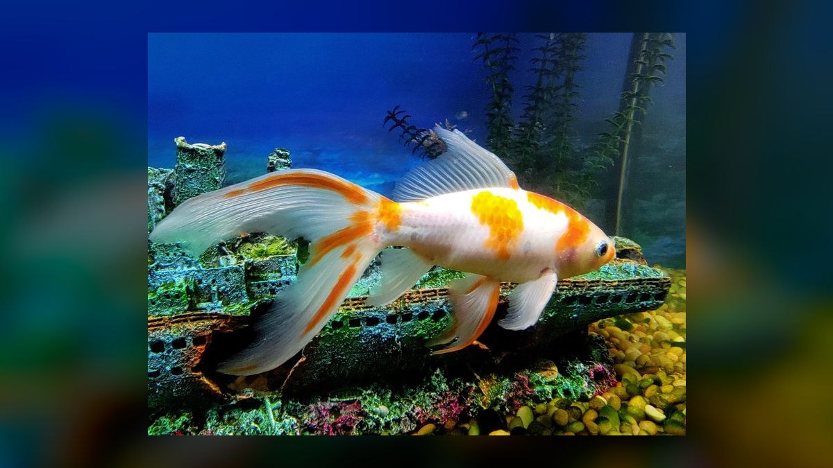 Top 10 Comet Goldfish Pond Fish 2027