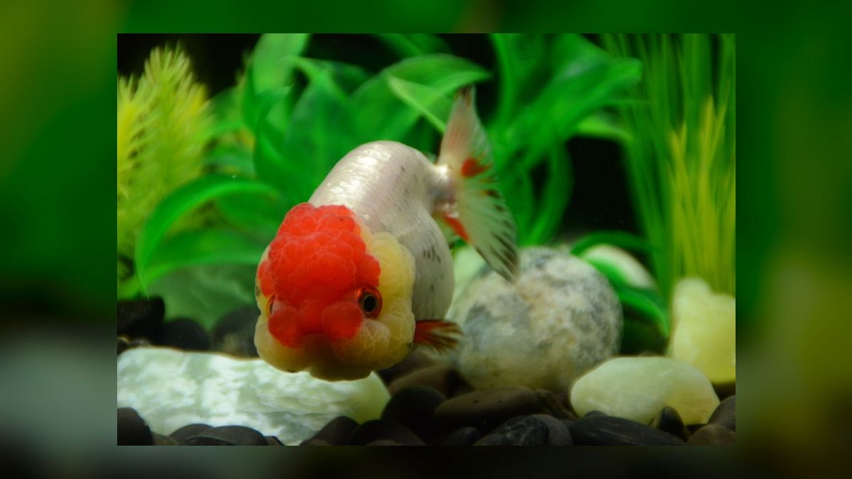 Top 10 Ranchu Goldfish Ornamental Breeds 2027 — figure 1