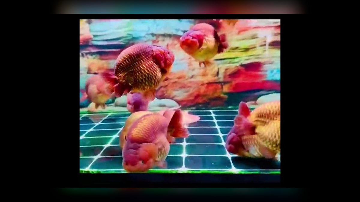 Top 10 Ranchu Goldfish Ornamental Breeds 2027 — figure 10