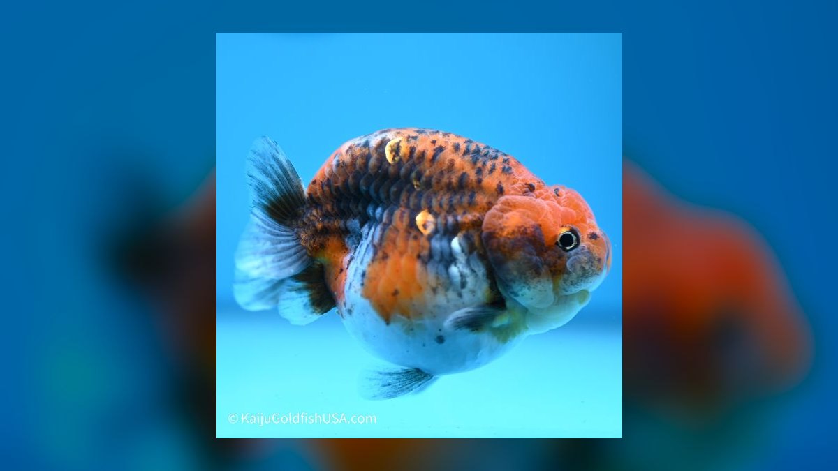 Top 10 Ranchu Goldfish Ornamental Breeds 2027 — figure 2