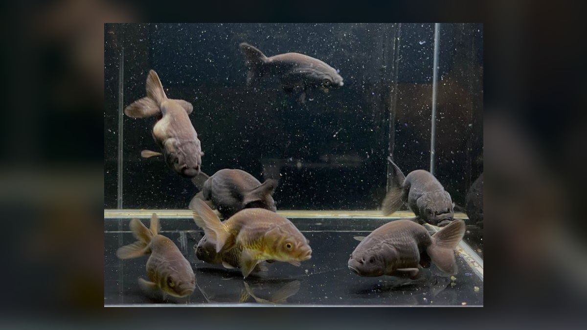 Top 10 Ranchu Goldfish Ornamental Breeds 2027 — figure 3