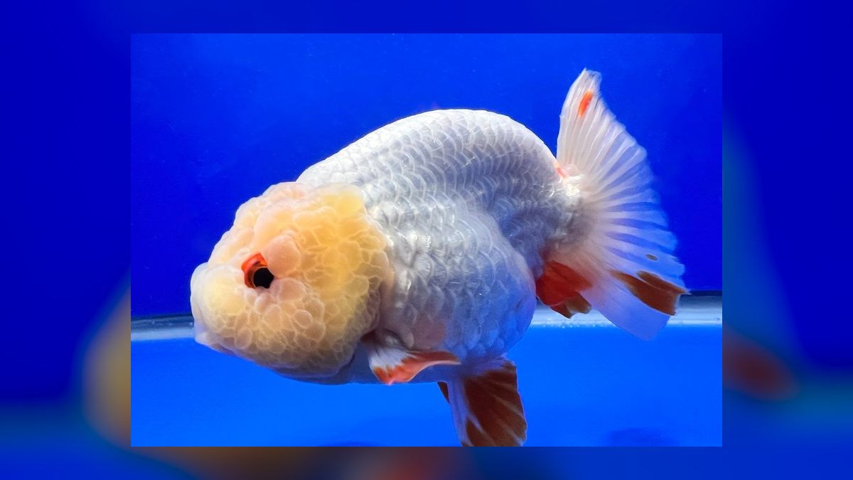 Top 10 Ranchu Goldfish Ornamental Breeds 2027 — figure 4
