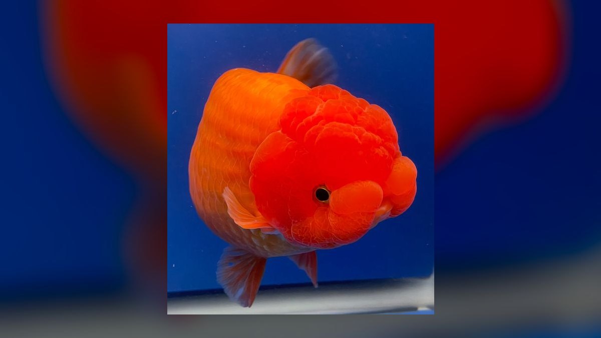 Top 10 Ranchu Goldfish Ornamental Breeds 2027 — figure 5