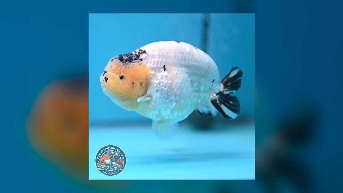 Top 10 Ranchu Goldfish Ornamental Breeds 2027 — figure 6
