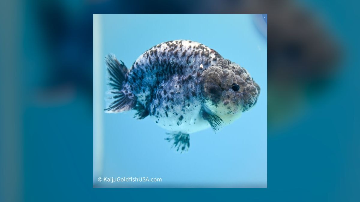 Top 10 Ranchu Goldfish Ornamental Breeds 2027 — figure 7