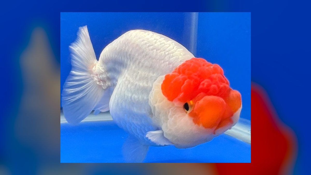 Top 10 Ranchu Goldfish Ornamental Breeds 2027 — figure 8