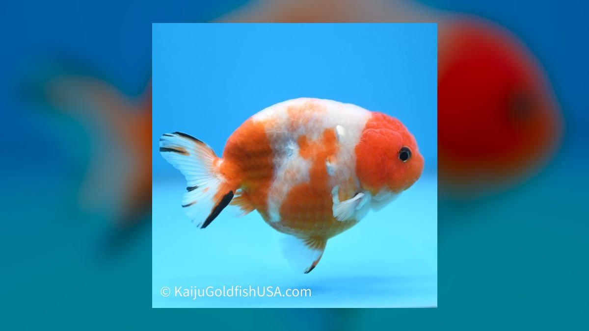 Top 10 Ranchu Goldfish Ornamental Breeds 2027 — figure 9