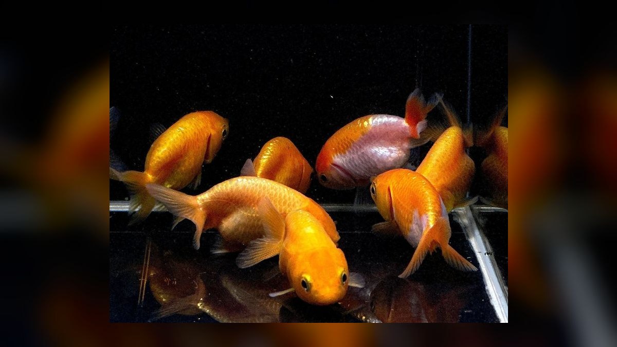 Top 10 Ranchu Goldfish Ornamental Breeds 2027