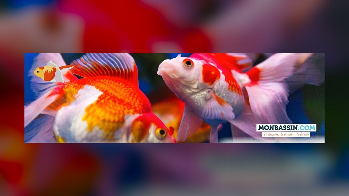 Top 10 Ryukin Goldfish Round Body Types 2027 — figure 2