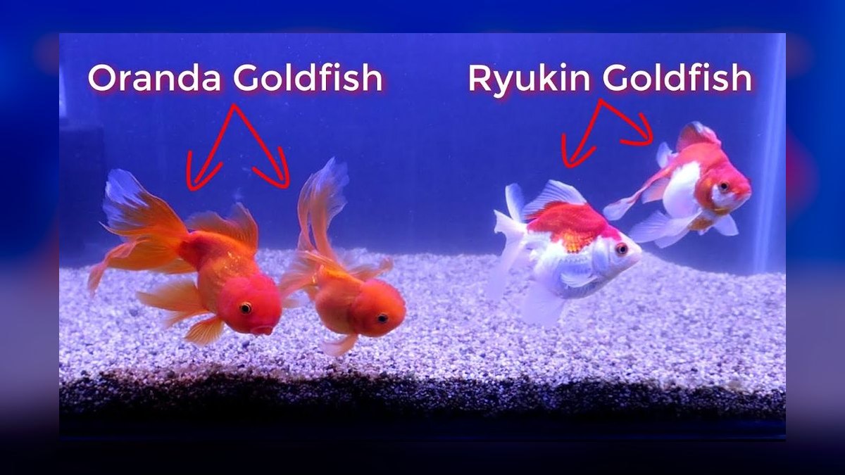 Top 10 Ryukin Goldfish Round Body Types 2027 — figure 3