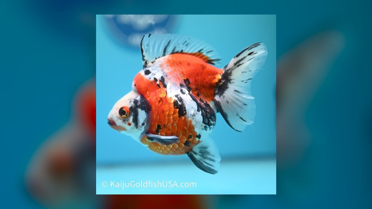 Top 10 Ryukin Goldfish Round Body Types 2027 — figure 4