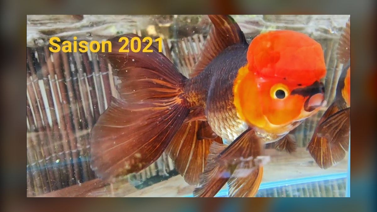 Top 10 Ryukin Goldfish Round Body Types 2027 — figure 5