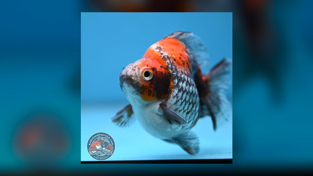 Top 10 Ryukin Goldfish Round Body Types 2027 — figure 6
