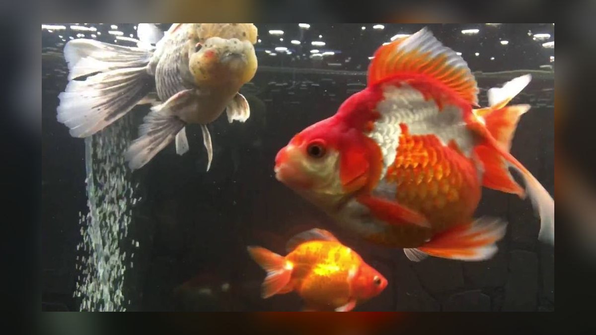 Top 10 Ryukin Goldfish Round Body Types 2027 — figure 7