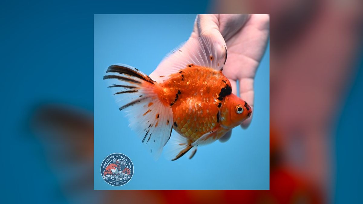 Top 10 Ryukin Goldfish Round Body Types 2027 — figure 9