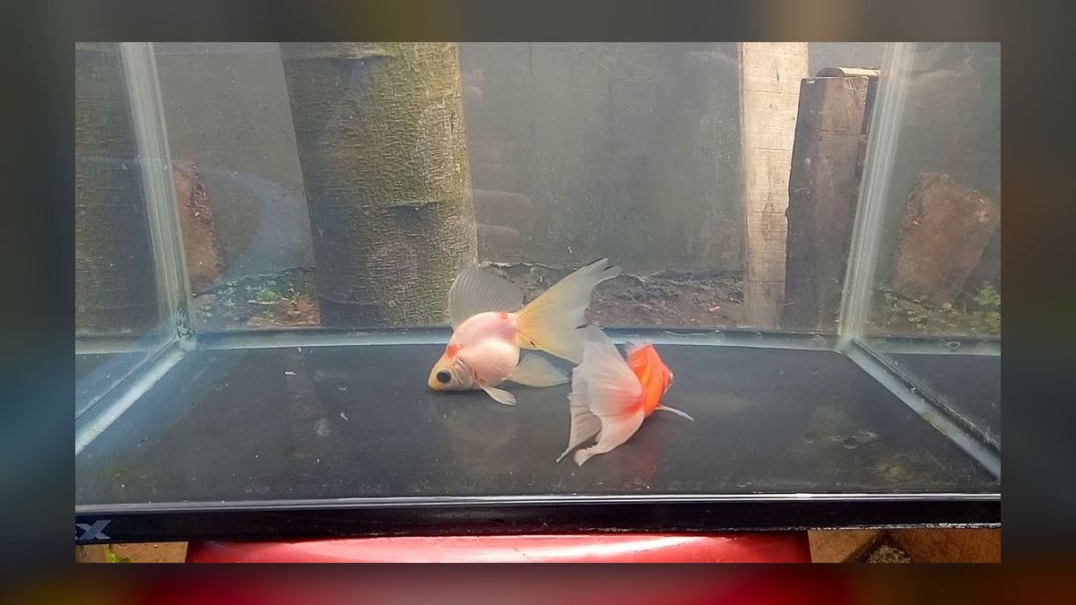 Top 10 Ryukin Goldfish Round Body Types 2027