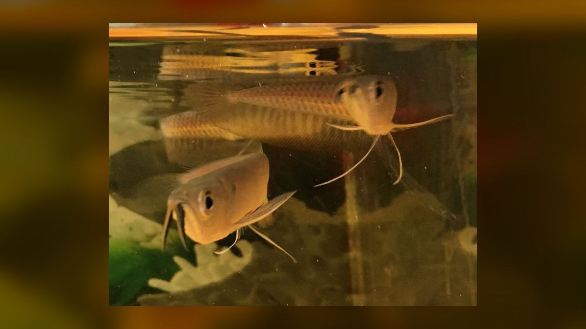 Top 10 Arowana Aquarium Species 2027 — figure 10