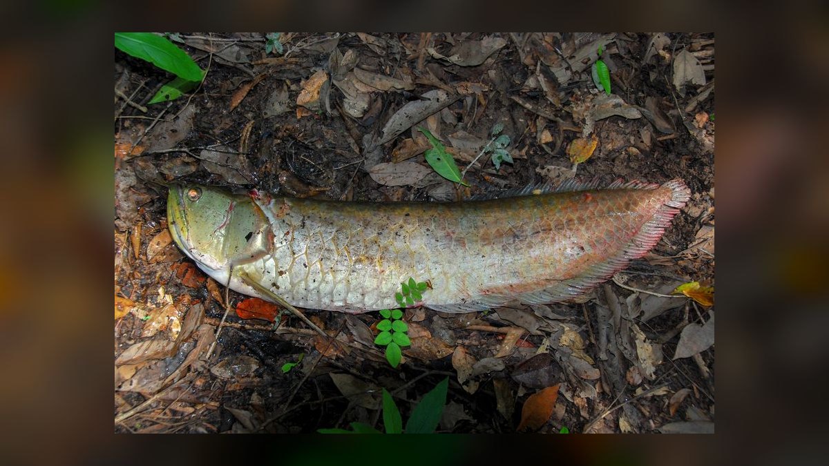 Top 10 Arowana Aquarium Species 2027 — figure 2