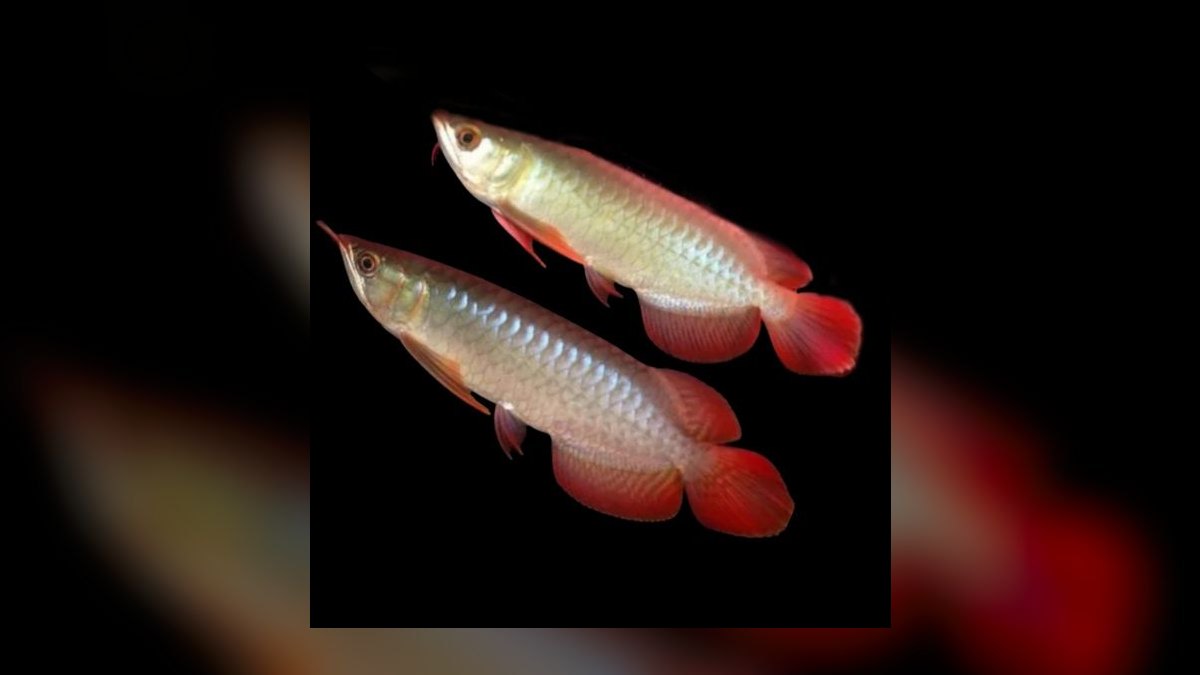 Top 10 Arowana Aquarium Species 2027 — figure 3