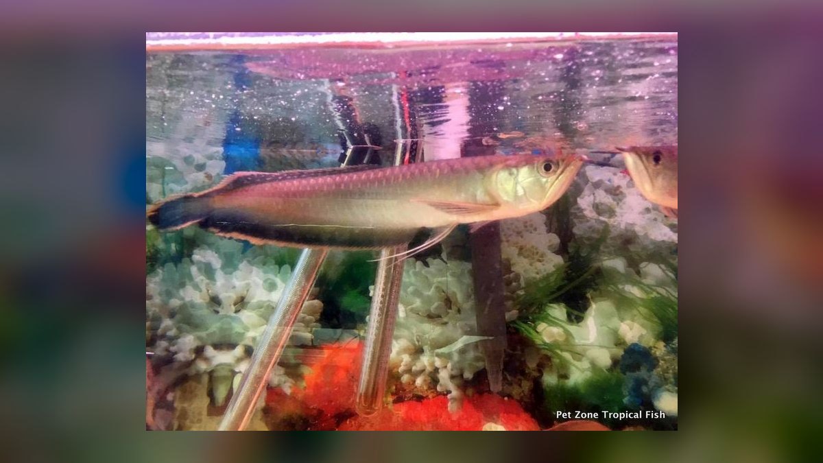 Top 10 Arowana Aquarium Species 2027 — figure 4