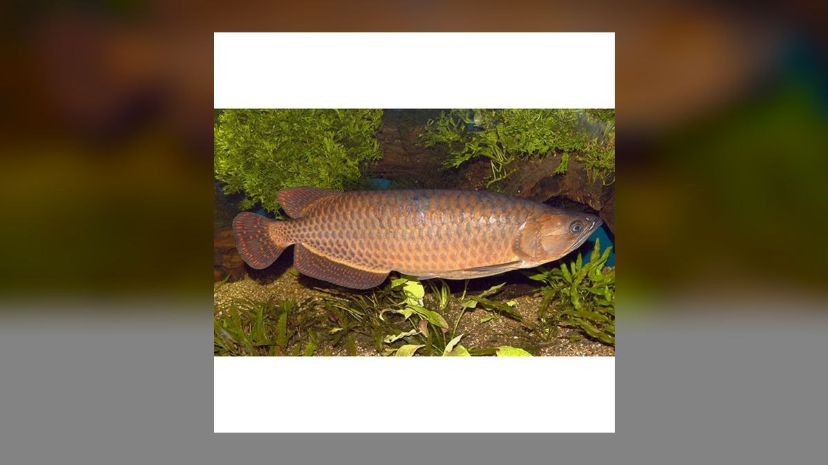 Top 10 Arowana Aquarium Species 2027 — figure 5