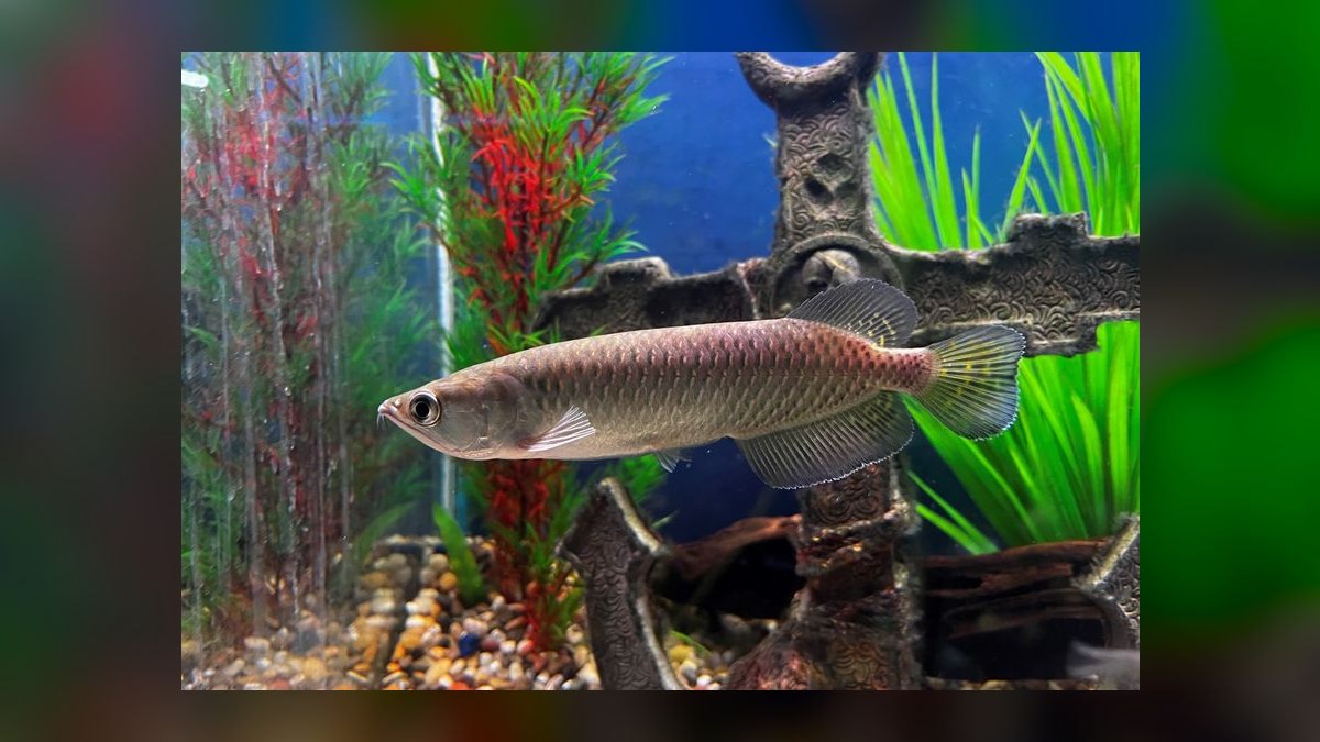 Top 10 Arowana Aquarium Species 2027 — figure 6