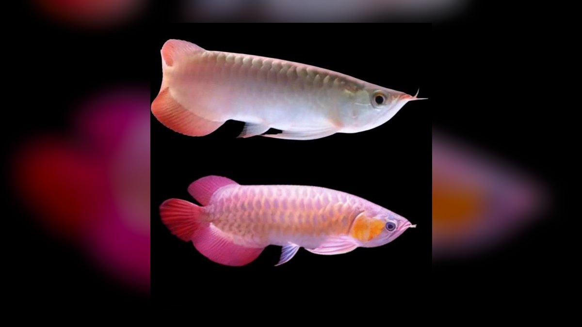 Top 10 Arowana Aquarium Species 2027 — figure 7