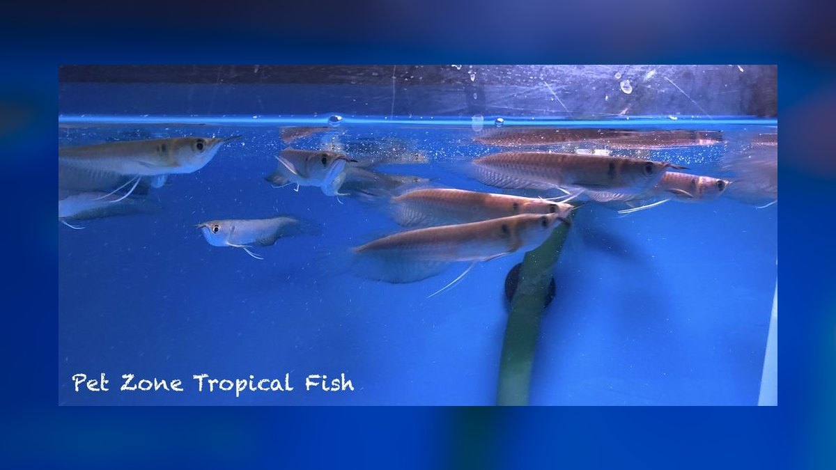 Top 10 Arowana Aquarium Species 2027 — figure 8
