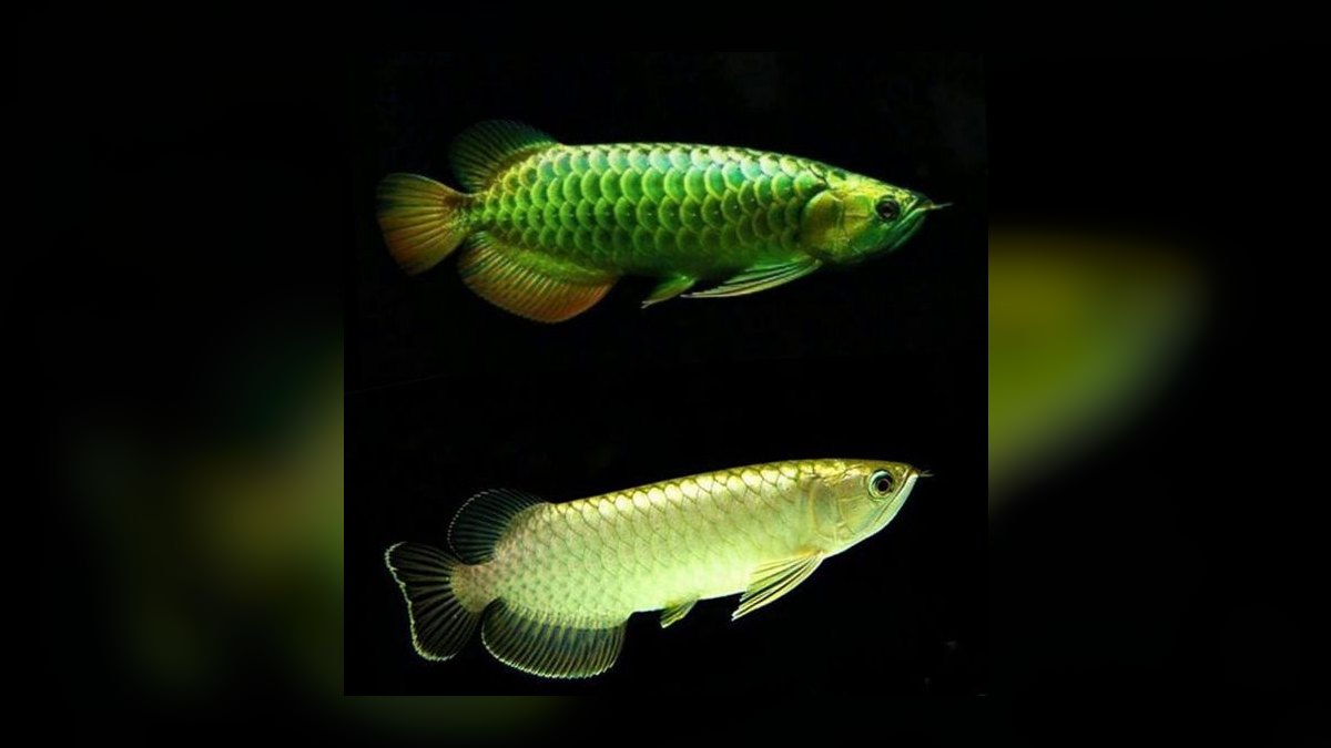 Top 10 Arowana Aquarium Species 2027 — figure 9