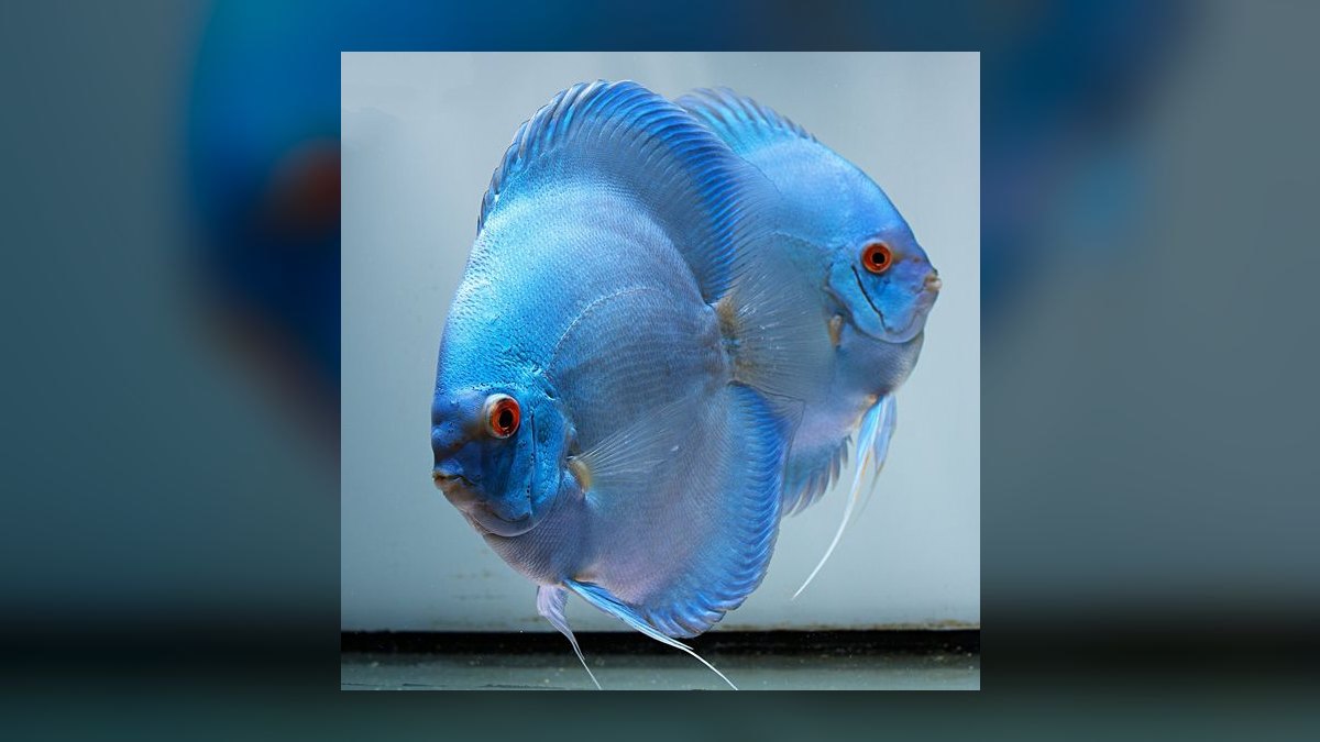 Top 10 Discus Color Strains 2027 — figure 1