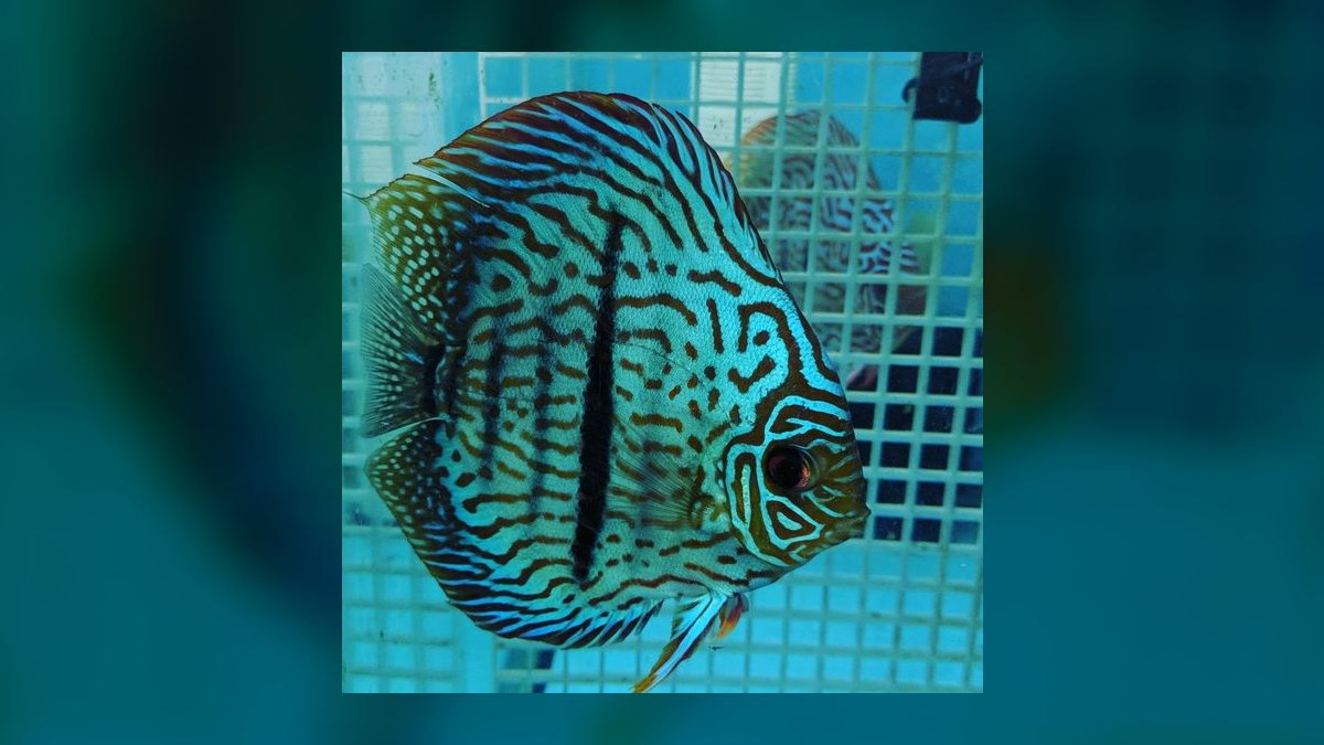 Top 10 Discus Color Strains 2027 — figure 10
