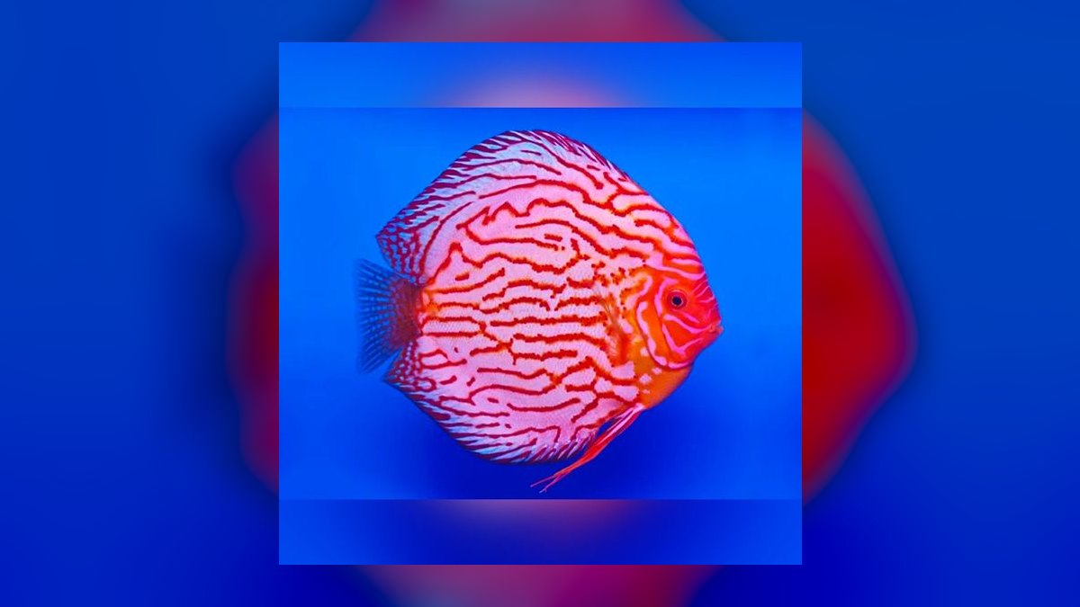 Top 10 Discus Color Strains 2027 — figure 2