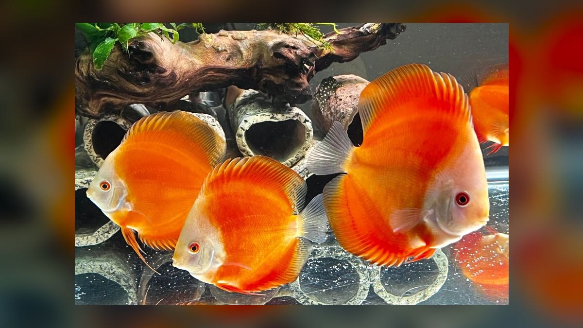 Top 10 Discus Color Strains 2027 — figure 3