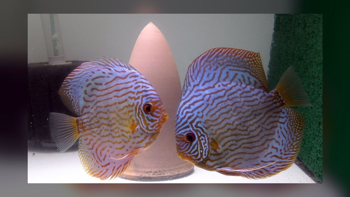 Top 10 Discus Color Strains 2027 — figure 4