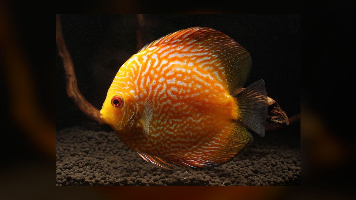 Top 10 Discus Color Strains 2027 — figure 5