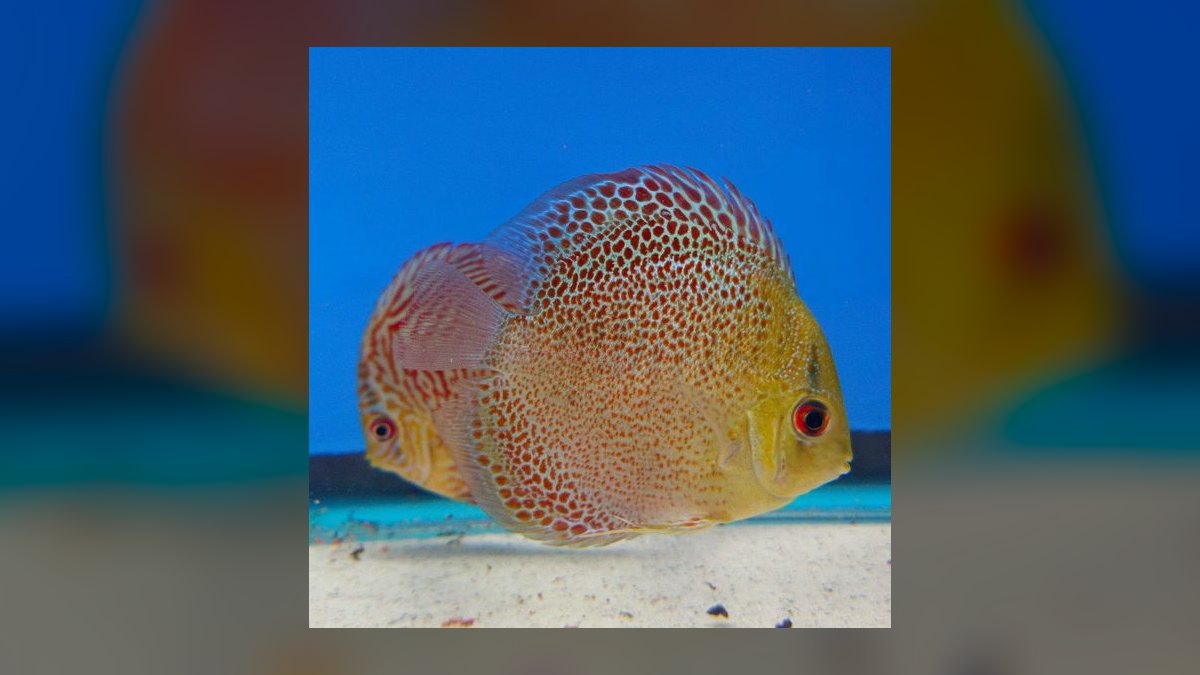 Top 10 Discus Color Strains 2027 — figure 6